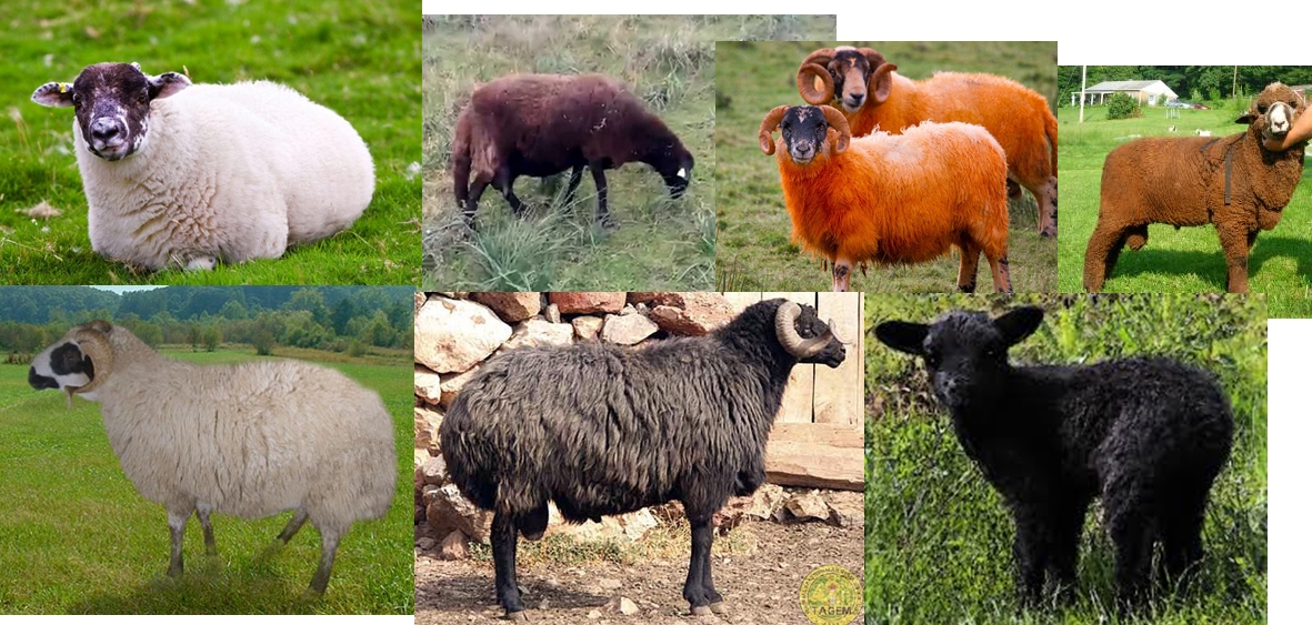 koyunlarda doğal renkli yünler