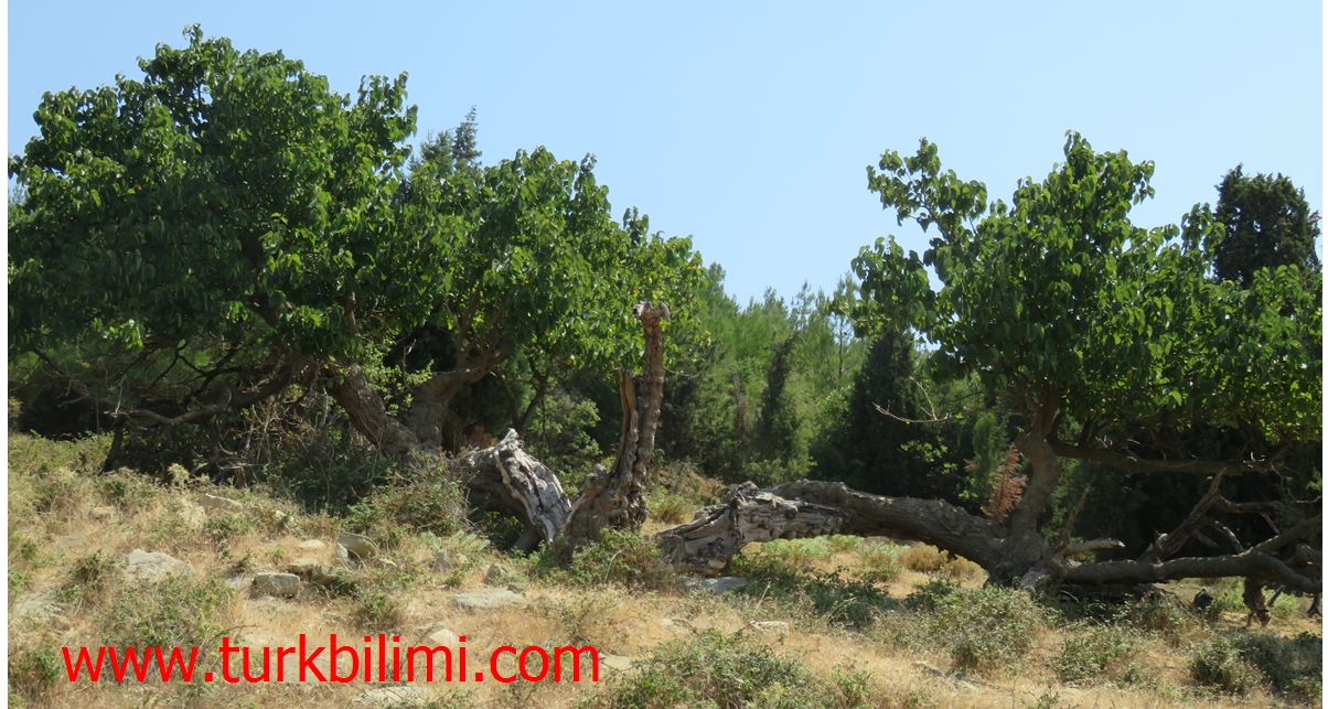 Çok yaşlı dut ağacı- Karainebeyli