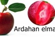 İçi Kırmızı “Ardahan Elması”