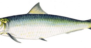 Çanakkale boğazı Sardalya balığı tarihi ve Gelibolu Sardalya festivali
