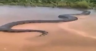 Bana dokunmayan “Yılanın, karnına girmeye hazırlanın”…